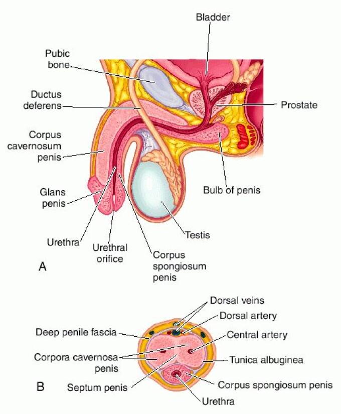 erecția organului feminin canabisul afectează erecția