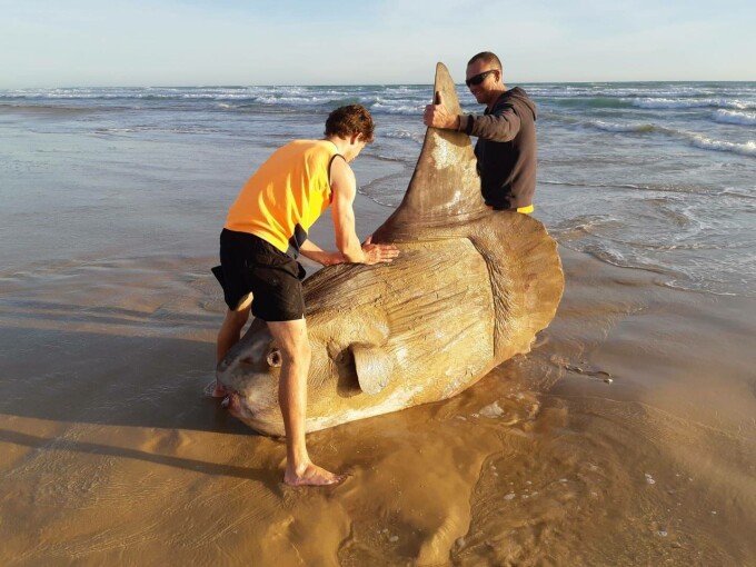 Un exemplar gigantic de peşte-lună a eşuat pe o plajă din Australia - 4