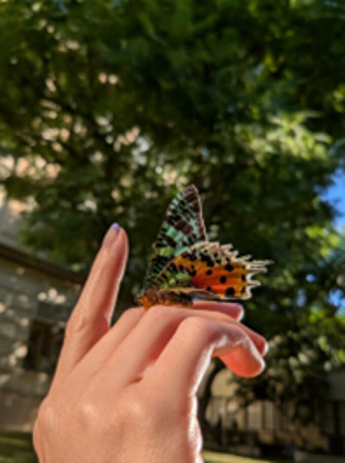 Imagine detaliată a unui fluture surprinsă cu Pixel 9a, folosind funcția Macro Focus