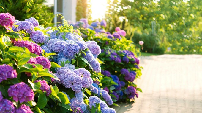 hortensie