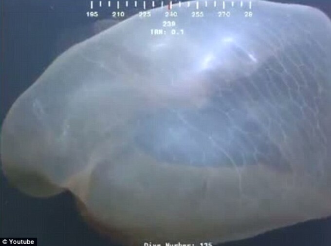 meduza uriasa