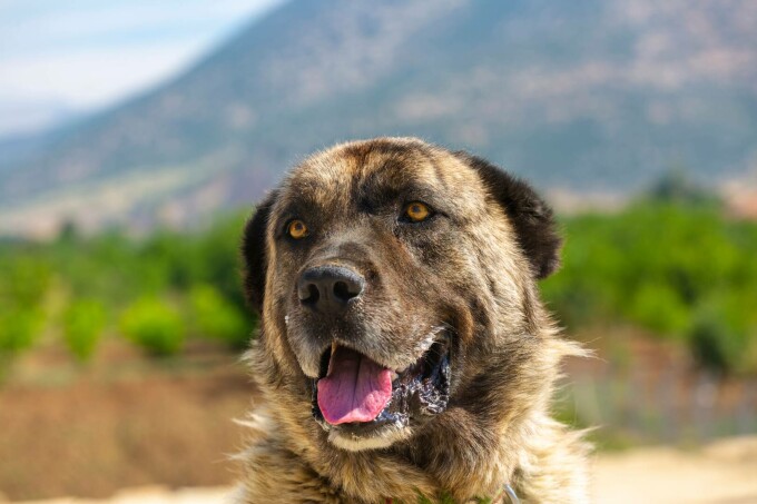 ciobanesc kangal