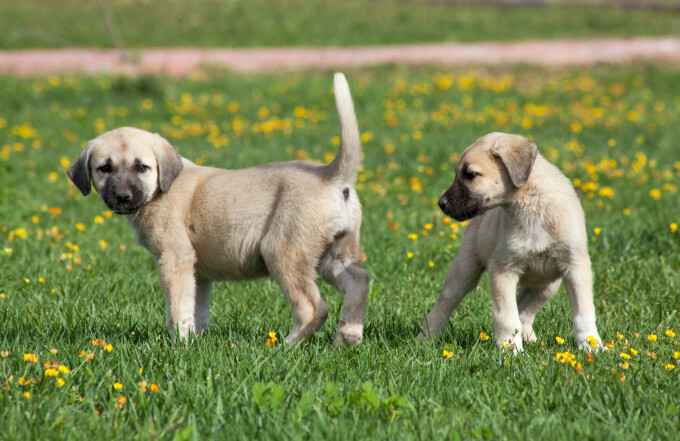 ciobanesc kangal