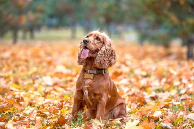 Cocker Spaniel