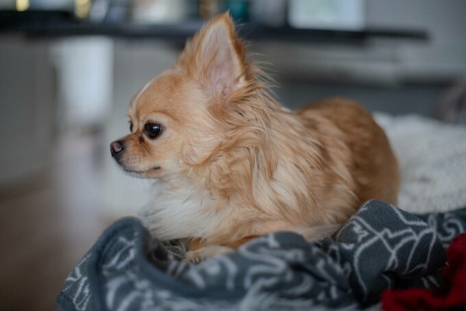 Chihuahua