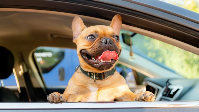 Buldog francez