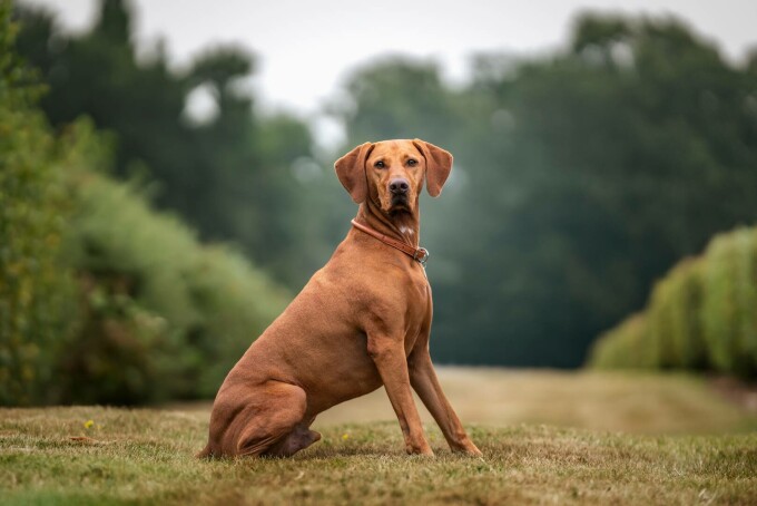 Vizsla