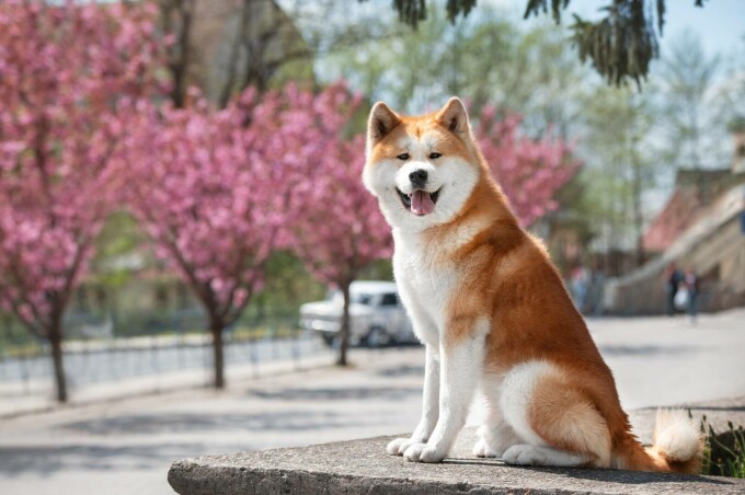 akita