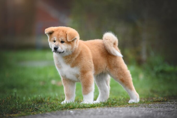 akita