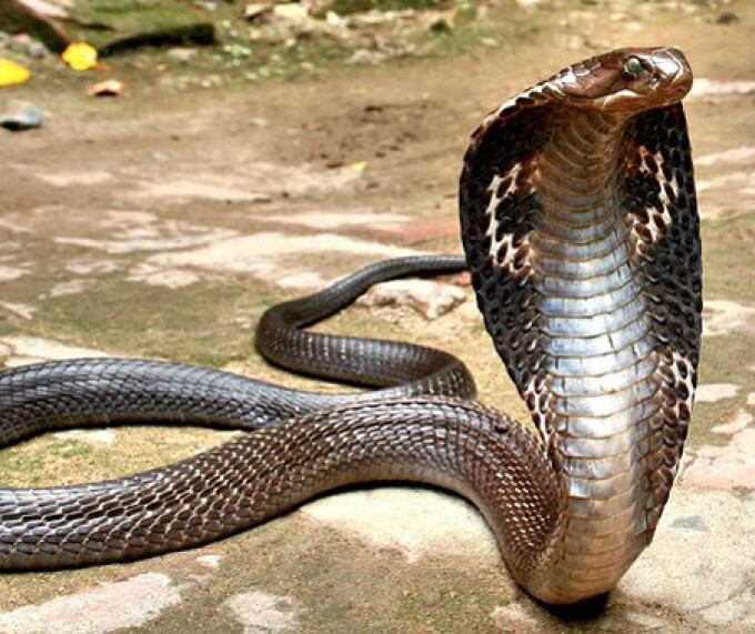 șarpe în formă de penis