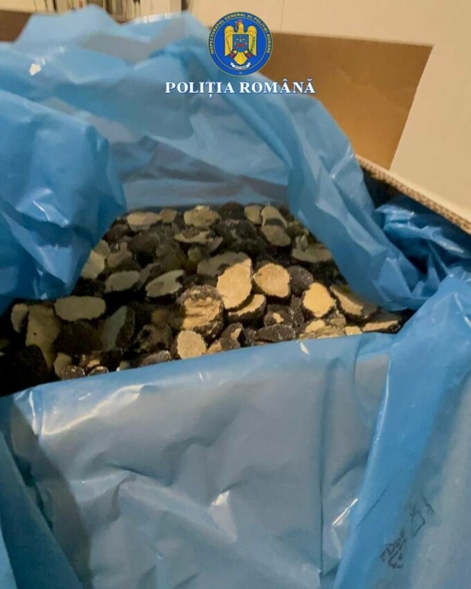 Evaziune trufe și fructe