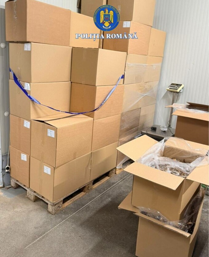 Evaziune trufe și fructe