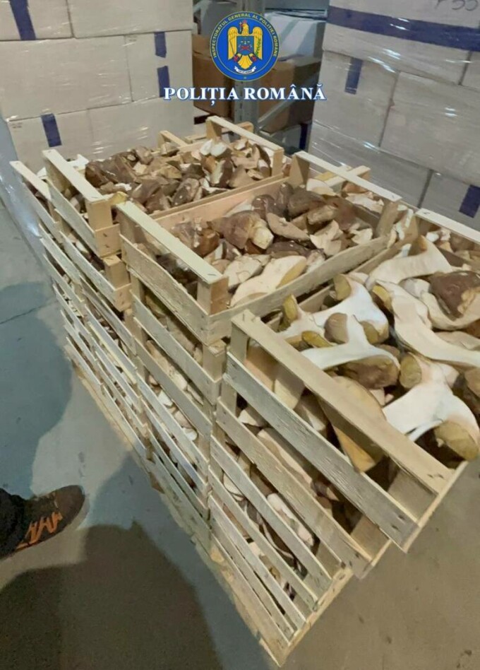 Evaziune trufe și fructe