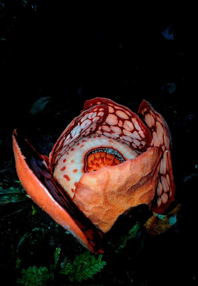 floare cadavru indonezia