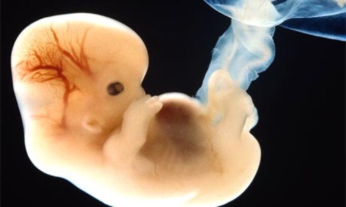 erecție în uter