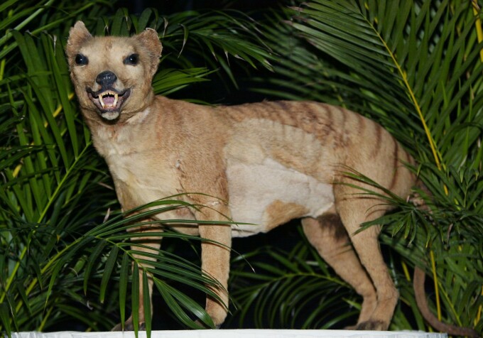 Tigrul marsupial Tigrul marsupial