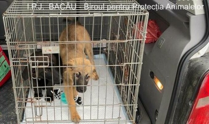 O femeie din Bacău a fost amendată de către poliţiştii Biroului pentru Protecţia Animalelor, după ce a abandonat pe stradă doi pui de câine, pe care i-a lăsat în faţa sediului unei clinici veterinare.