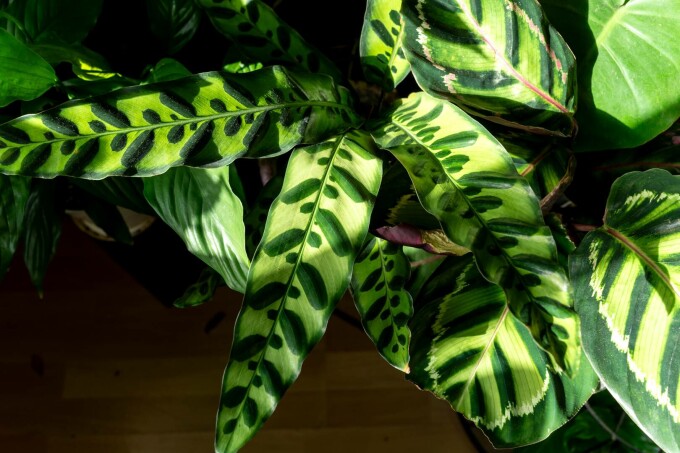 Planta Rattlesnake (Calathea lancifolia)