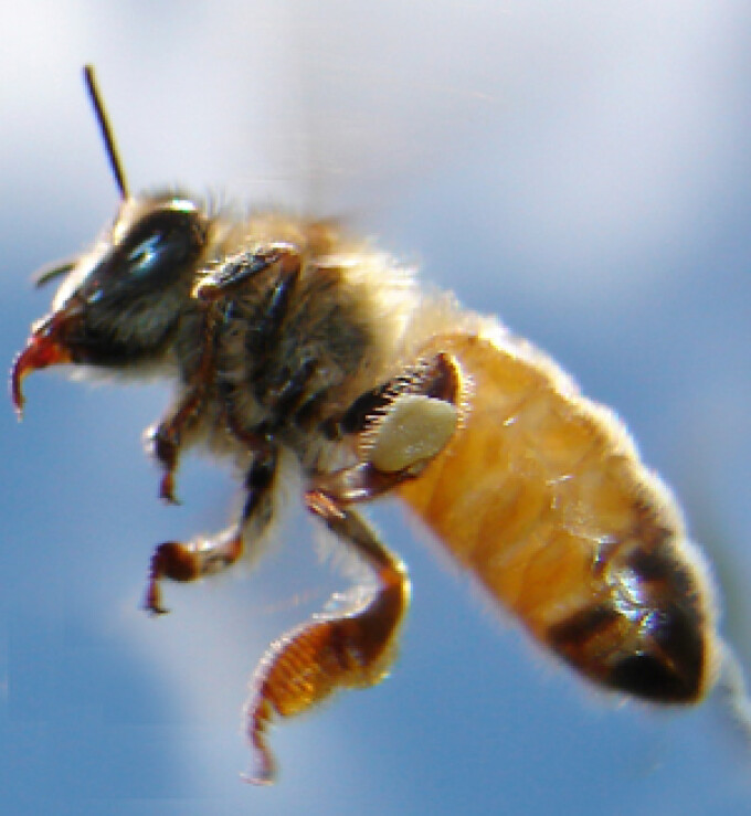 de ce albinele sunt puse pe penis