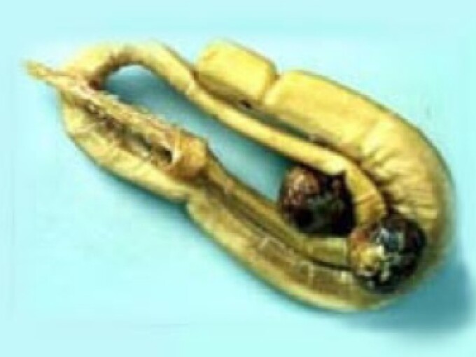 ”Șarpele-penis”, creatura care i-a lăsat cu gura căscată chiar și pe biologi