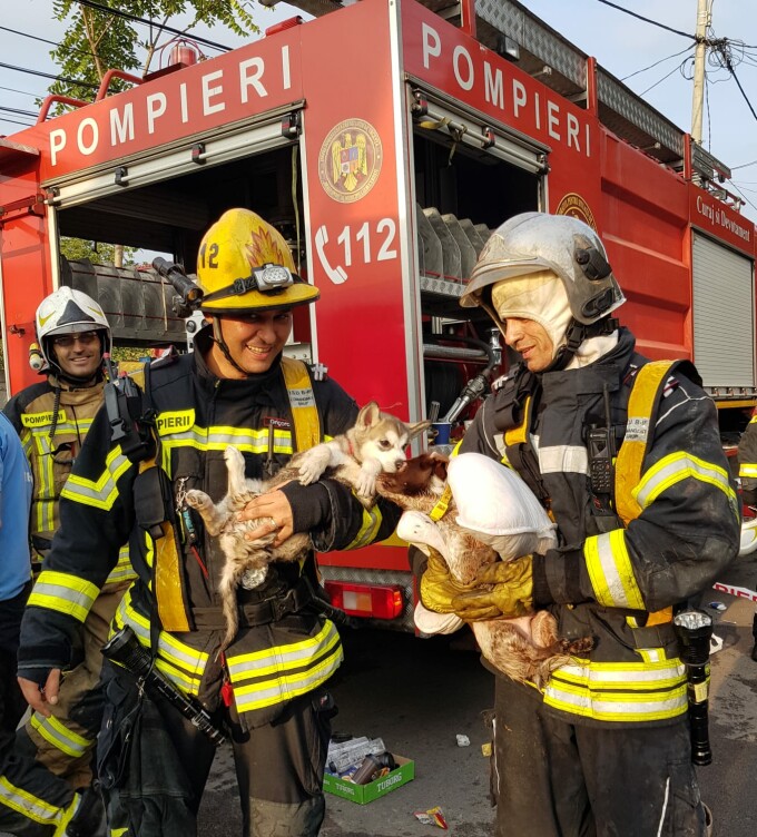 Pompierii au salvat mai mulți căței din blocul cuprins de flăcări în Capitală
