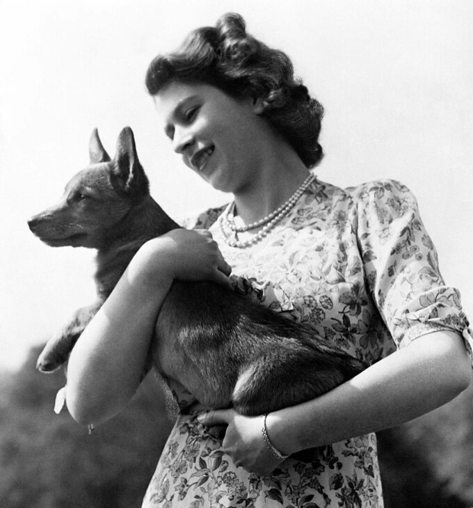Regina Elisabeta a II-a a avut peste 30 de câini Corgi de-a lungul vieții, întrucât era rasa ei preferată.