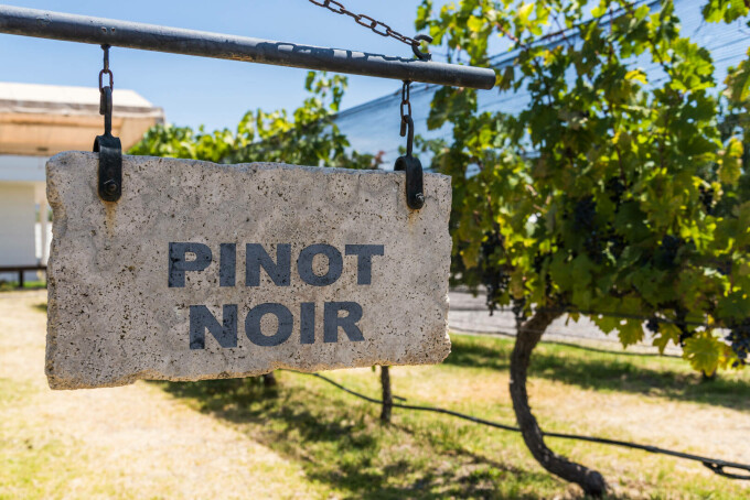 Pinot noir