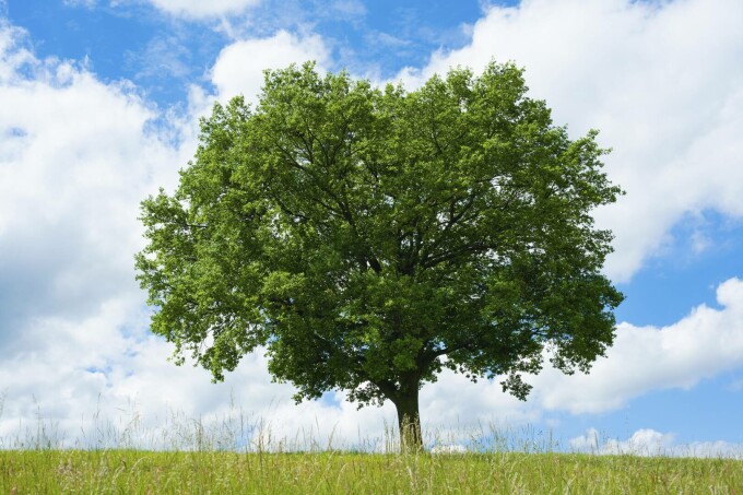 Stejarul pedunculat (Quercus robur)