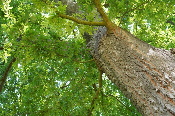 Stejar - Quercus cerris