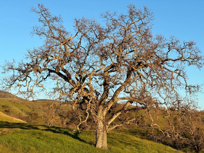 Stejarul pufos (Quercus pubescens)