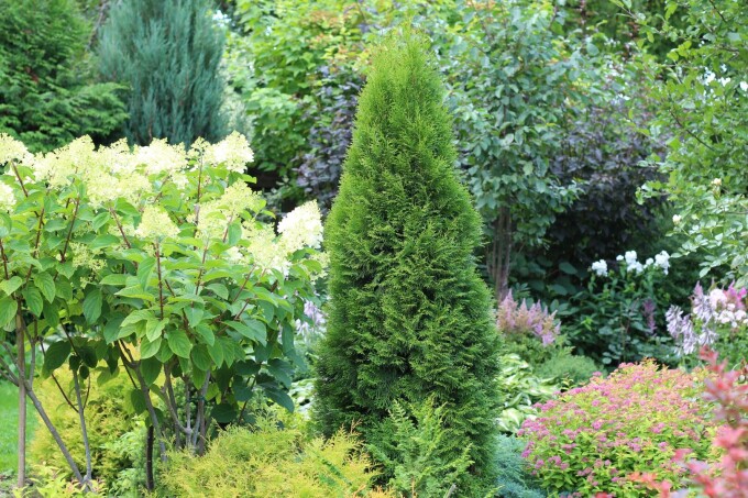 Thuja occidentalis Smaragd