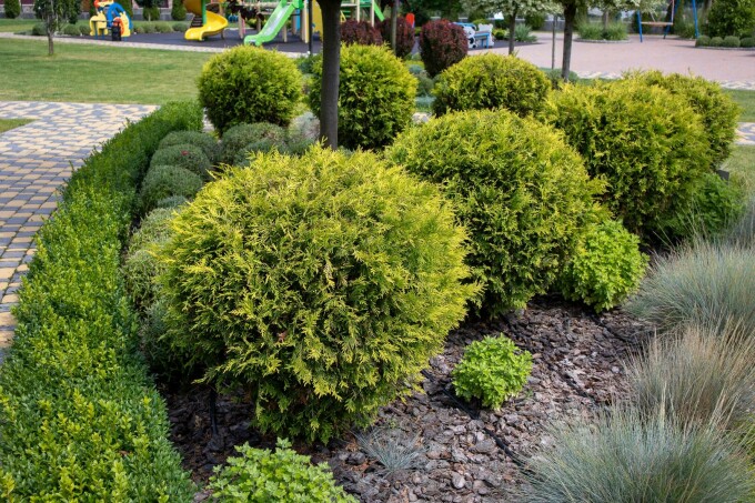 Thuja occidentalis Golden Globe