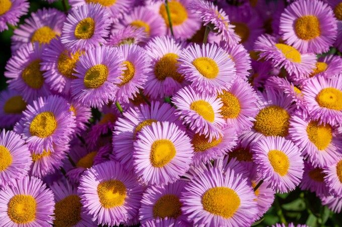 aster, floarea stelei
