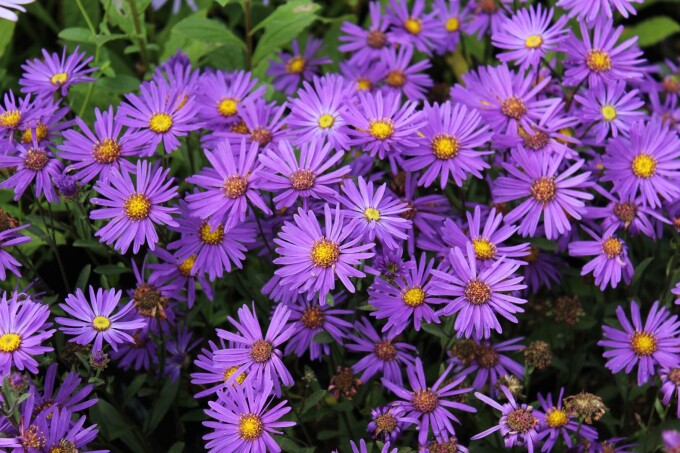 aster, floarea stelei