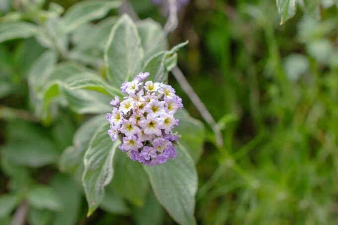 Heliotrop, Arbore de Vanilie