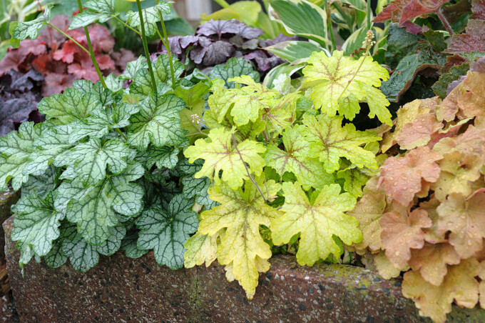 Clopoțelul Purpuriu (Heuchera)