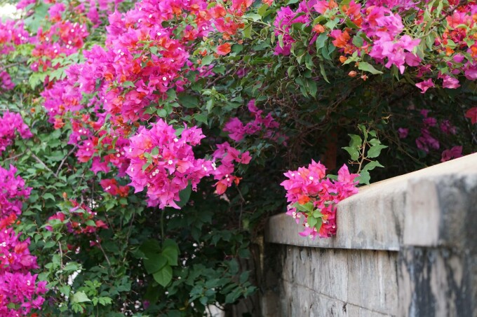 Bougainvillea