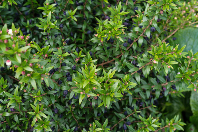 Mirt (Myrtus communis)