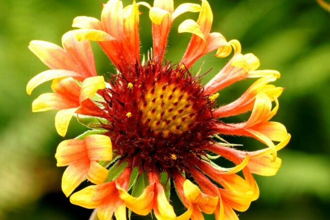 Gaillardia, Roata de Foc