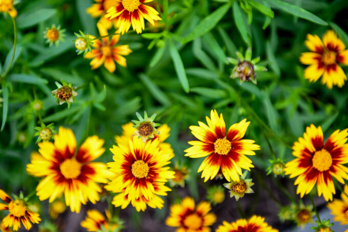 Coreopsis, Ochiul Fetei