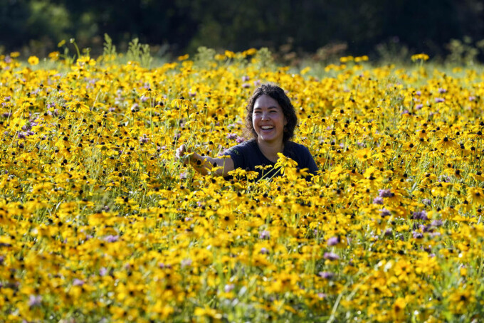 Coreopsis, Ochiul Fetei