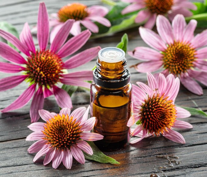 Echinacea
