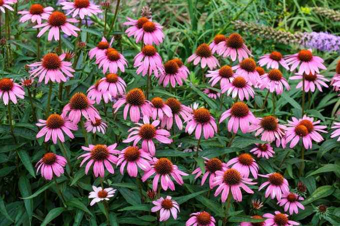 Echinacea