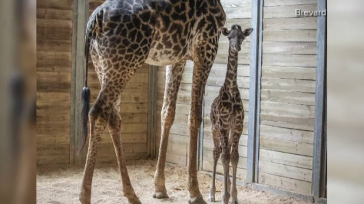 Sărbătoare La Un Zoo Unde S A Născut Un Pui De Girafă Are 71 De