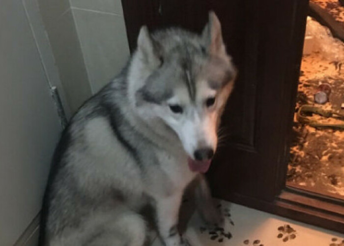 Si-a lasat cainele singur timp de cateva ore si nu se astepta sa gaseasca asa ceva. Cum a ajuns sa arate locuinta unui barbat