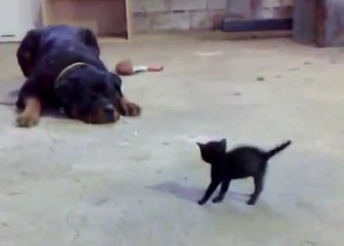 O pisica infrunta un rotweiller! VIDEO