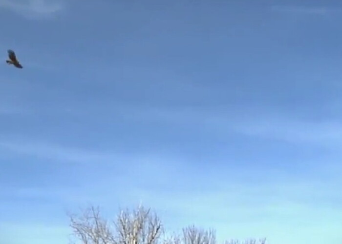 Un copil a fost rapit de o acvila! Adevarul despre clip VIDEO