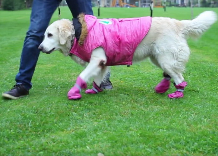 Cum sa-ti ingrijesti animalul de companie in timpul sezonului rece