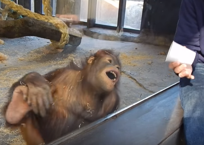 VIDEO | Cum reactioneaza o maimuta la un truc magic? Faza geniala la Zoo :)