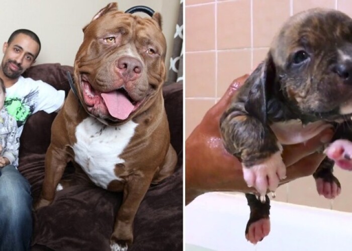 Hulk e tata! Cel mai mare PITBULL din lume costa 500.000 de dolari! Cat valoreaza puiul lui
